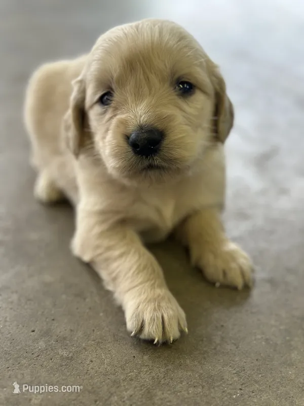 Yellow – Golden Retriever puppy for sale in Atkinson, IL