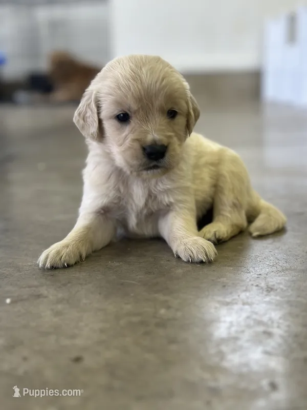 Purple – Golden Retriever puppy for sale in Atkinson, IL