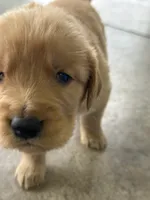Green, a male Golden Retriever for sale in Atkinson, IL – 1 of 2