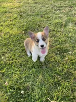 Carter, a male Pembroke Welsh Corgi for sale in Morton, MS – 5 of 5