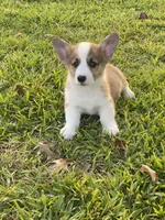 Carter, a male Pembroke Welsh Corgi for sale in Morton, MS – 4 of 5