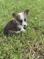 Carter, a male Pembroke Welsh Corgi for sale in Morton, MS – Photo 9 of 10