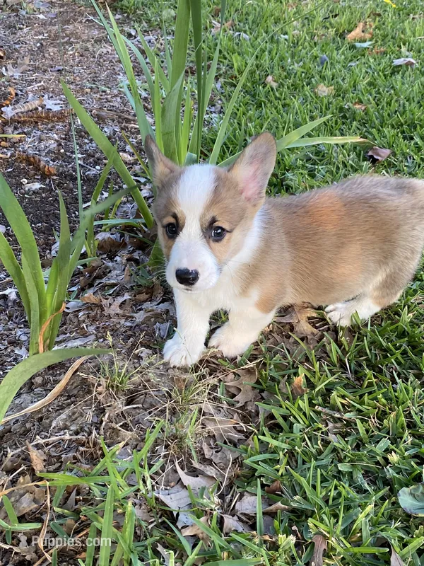 Carter – Pembroke Welsh Corgi puppy for sale in Morton, MS