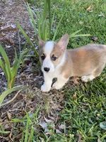 Carter, a male Pembroke Welsh Corgi for sale in Morton, MS – 1 of 5