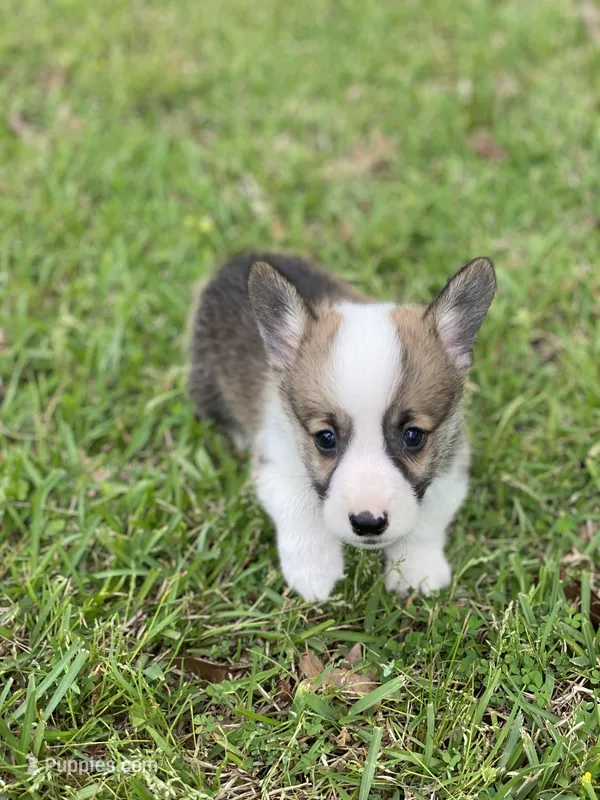Carter – Pembroke Welsh Corgi puppy for sale in Morton, MS