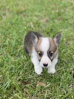 Carter, a male Pembroke Welsh Corgi for sale in Morton, MS – Photo 1 of 10