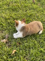 Carter, a male Pembroke Welsh Corgi for sale in Morton, MS – 3 of 5