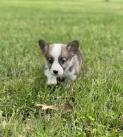 Carter, a male Pembroke Welsh Corgi for sale in Morton, MS – Photo 2 of 10