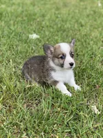 Carter, a male Pembroke Welsh Corgi for sale in Morton, MS – Photo 5 of 10