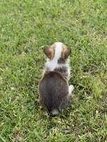 Carter, a male Pembroke Welsh Corgi for sale in Morton, MS – Photo 7 of 10
