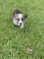 Carter, a male Pembroke Welsh Corgi for sale in Morton, MS – Photo 3 of 10