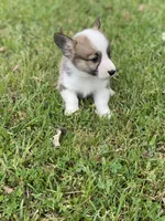 Carter, a male Pembroke Welsh Corgi for sale in Morton, MS – Photo 8 of 10