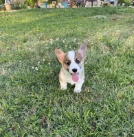 Carter, a male Pembroke Welsh Corgi for sale in Morton, MS – 2 of 5