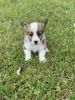 Carter, a male Pembroke Welsh Corgi for sale in Morton, MS – Photo 6 of 10