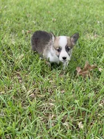 Carter, a male Pembroke Welsh Corgi for sale in Morton, MS – Photo 4 of 10