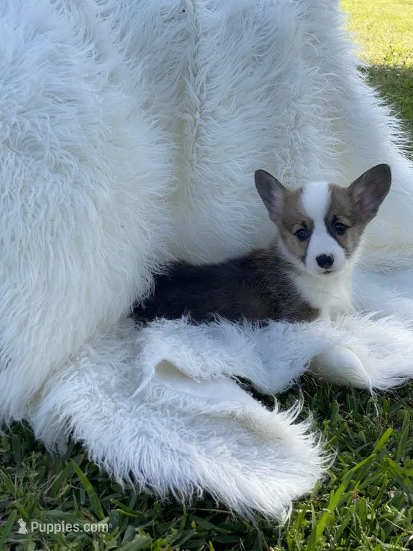 Carter – Pembroke Welsh Corgi puppy for sale in Morton, MS