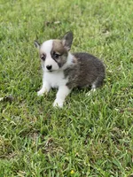 Carter, a male Pembroke Welsh Corgi for sale in Morton, MS – Photo 10 of 10