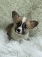 Clay, a male Pembroke Welsh Corgi for sale in Morton, MS – Photo 2 of 9