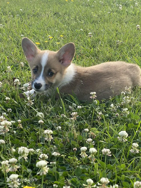 Clay – Pembroke Welsh Corgi puppy for sale in Morton, MS
