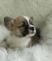 Clay, a male Pembroke Welsh Corgi for sale in Morton, MS – Photo 1 of 9