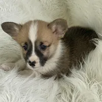 Clay, a male Pembroke Welsh Corgi for sale in Morton, MS – Photo 5 of 9