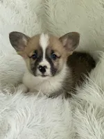 Clay, a male Pembroke Welsh Corgi for sale in Morton, MS – Photo 6 of 9