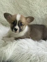 Clay, a male Pembroke Welsh Corgi for sale in Morton, MS – Photo 7 of 9