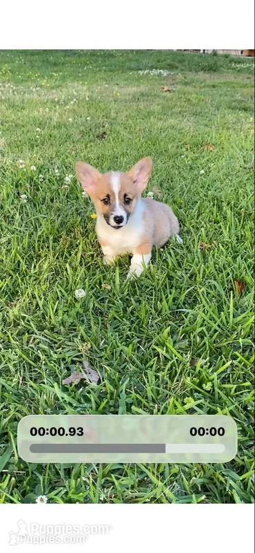 Clay – Pembroke Welsh Corgi puppy for sale in Morton, MS