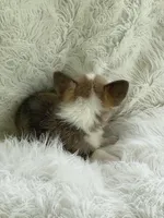 Clay, a male Pembroke Welsh Corgi for sale in Morton, MS – Photo 9 of 9