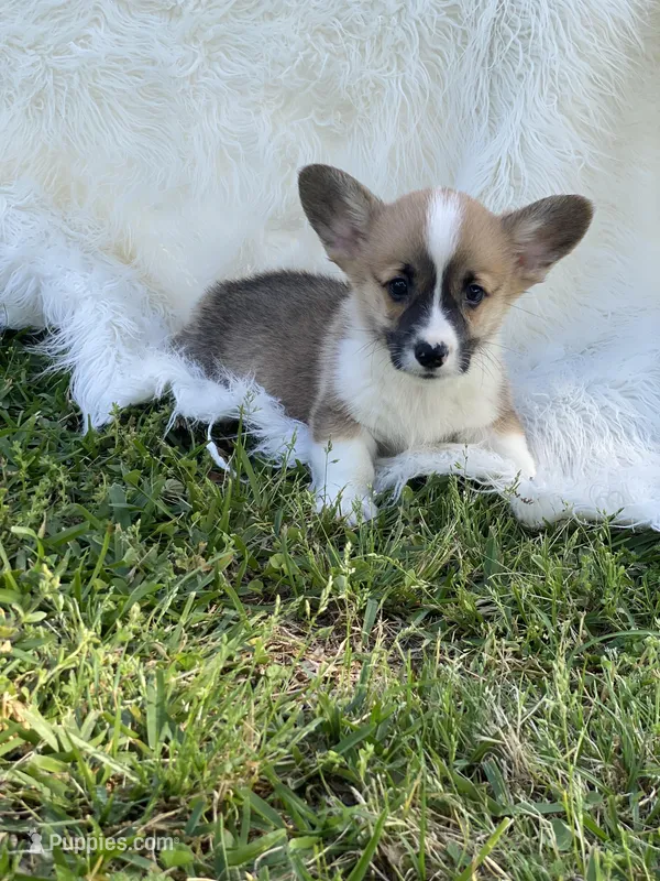Clay – Pembroke Welsh Corgi puppy for sale in Morton, MS