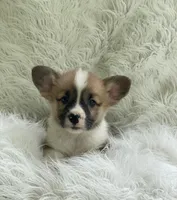 Clay, a male Pembroke Welsh Corgi for sale in Morton, MS – Photo 8 of 9