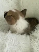 Clay, a male Pembroke Welsh Corgi for sale in Morton, MS – Photo 4 of 9