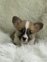 Clay, a male Pembroke Welsh Corgi for sale in Morton, MS – Photo 3 of 9