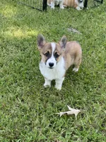 Sawyer, a male Pembroke Welsh Corgi for sale in Morton, MS – 5 of 7