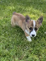 Sawyer, a male Pembroke Welsh Corgi for sale in Morton, MS – 7 of 7