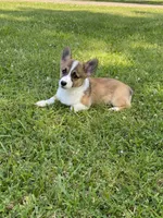 Sawyer, a male Pembroke Welsh Corgi for sale in Morton, MS – 4 of 7