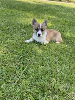 Sawyer, a male Pembroke Welsh Corgi for sale in Morton, MS – 3 of 7