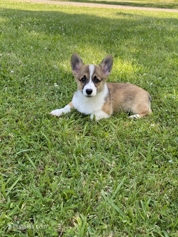 Sawyer, a male Pembroke Welsh Corgi for sale in Morton, MS – 1 of 7