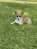 Sawyer, a male Pembroke Welsh Corgi for sale in Morton, MS – 1 of 7