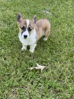 Sawyer, a male Pembroke Welsh Corgi for sale in Morton, MS – 6 of 7