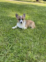 Sawyer, a male Pembroke Welsh Corgi for sale in Morton, MS – 2 of 7