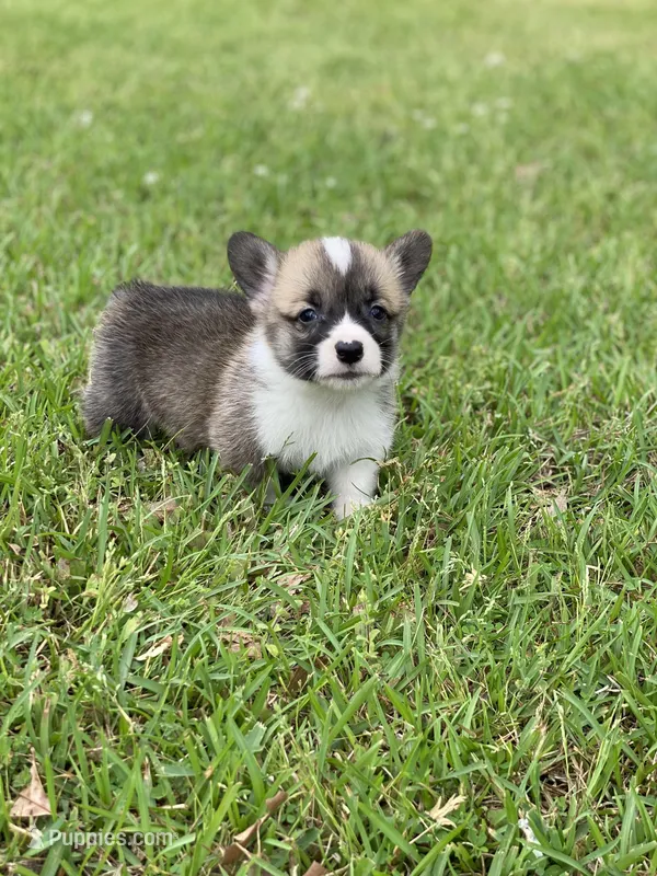 Samsom – Pembroke Welsh Corgi puppy for sale in Morton, MS
