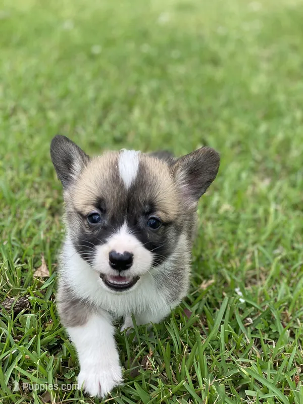 Samsom – Pembroke Welsh Corgi puppy for sale in Morton, MS