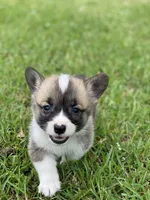 Samsom, a male Pembroke Welsh Corgi for sale in Morton, MS – Photo 1 of 2