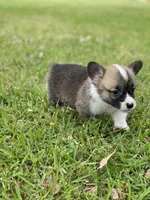 Samsom, a male Pembroke Welsh Corgi for sale in Morton, MS – Photo 2 of 2