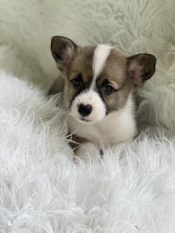 Sawyer – Pembroke Welsh Corgi puppy for sale in Morton, MS