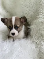 Sawyer, a male Pembroke Welsh Corgi for sale in Morton, MS – Photo 3 of 3