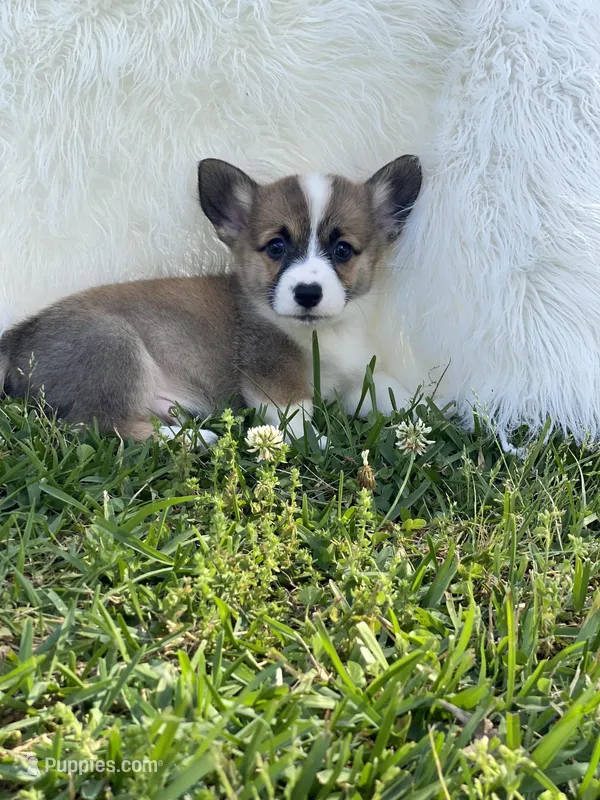 Sawyer – Pembroke Welsh Corgi puppy for sale in Morton, MS