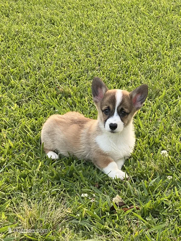 Sawyer – Pembroke Welsh Corgi puppy for sale in Morton, MS