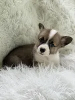 Sawyer, a male Pembroke Welsh Corgi for sale in Morton, MS – Photo 1 of 3